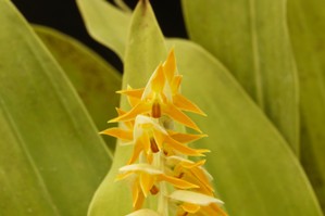 Dendrochilum latifolium Beetle HCC/AOS 78 pts.